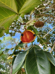 Sterculia apetala