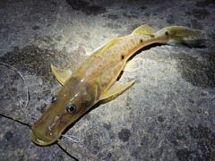 Hemisorubim platyrhynchos