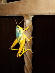 Brachystola behrensii