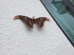 Attacus atlas