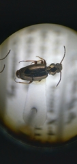 Bembidion lampros