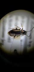 Bembidion lampros
