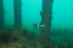 Notolabrus tetricus
