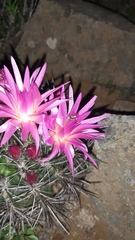 Eriosyce nigrihorrida