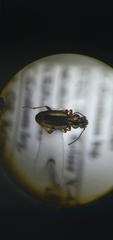 Bembidion lampros