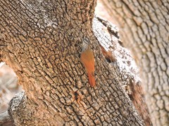 Lepidocolaptes leucogaster