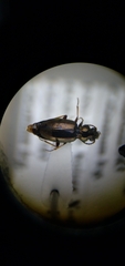 Bembidion lampros