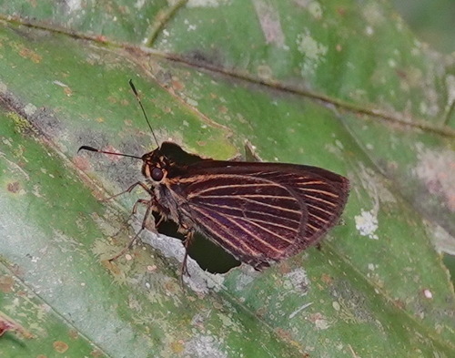 Callimormus alsimo