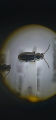 Bembidion lampros