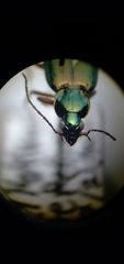 Agonum errans