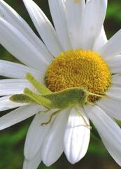 Schistocerca flavofasciata