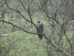 Geranoaetus