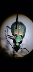 Agonum errans