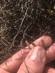 Muehlenbeckia tuggeranong