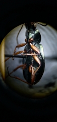 Agonum errans