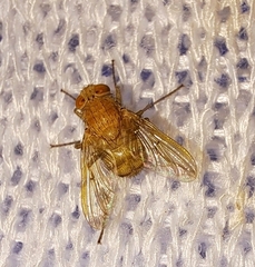 Ormia