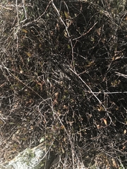 Muehlenbeckia tuggeranong