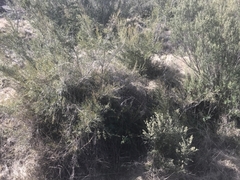 Muehlenbeckia tuggeranong