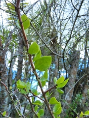 Leuenbergeria zinniiflora