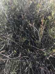 Muehlenbeckia tuggeranong
