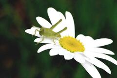 Schistocerca flavofasciata