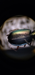 Agonum errans