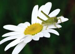 Schistocerca flavofasciata