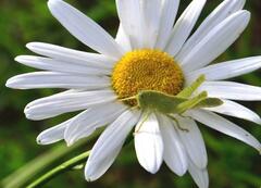 Schistocerca flavofasciata