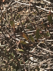 Muehlenbeckia tuggeranong