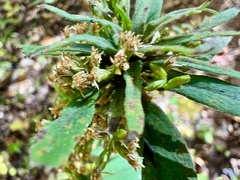 Rhopalomyia capitata