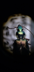 Agonum errans