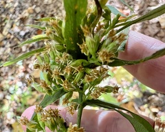 Rhopalomyia capitata