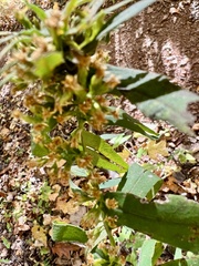 Rhopalomyia capitata