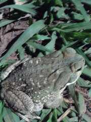 Rhinella arenarum