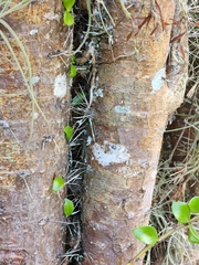 Leuenbergeria zinniiflora