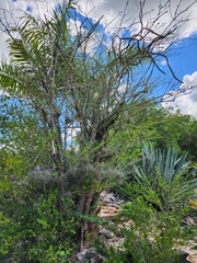Leuenbergeria zinniiflora