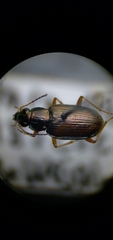 Bembidion confusum