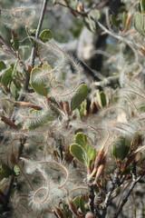 Cercocarpus betuloides betuloides