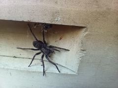 Uliodon