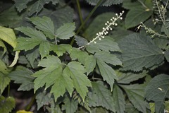 Actaea podocarpa