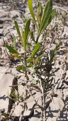 Tessaria absinthioides