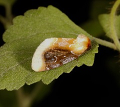 Chrysoecia scira