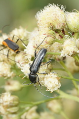 Tanyochraethes hololeucus