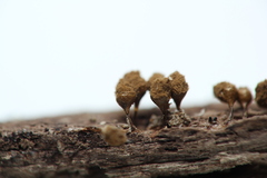 Trichia crateriformis