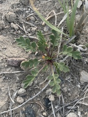 Lepidium montanum