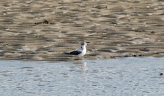 Hydrocoloeus minutus