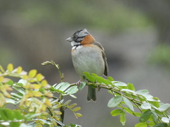 Zonotrichia capensis