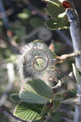 Cercocarpus betuloides betuloides