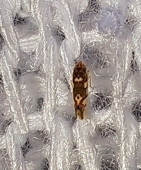 Erythroneura elegans