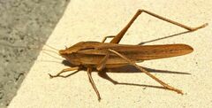 Neoconocephalus triops